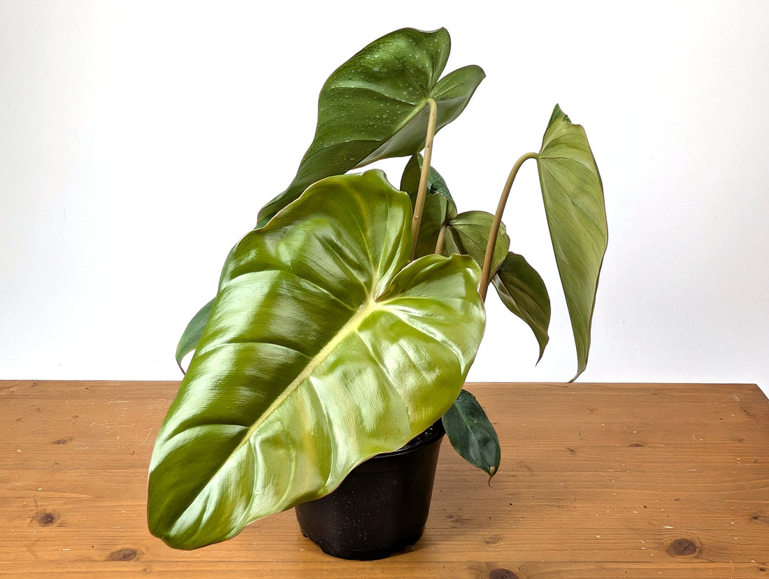 Philodendron Billienum | Billietiae x Pastazanum