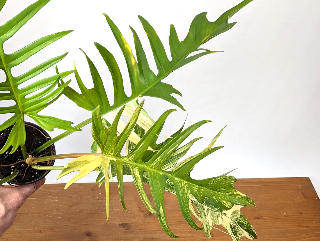 Philodendron Florida Beauty x Tortum Variegated Exact Plant 