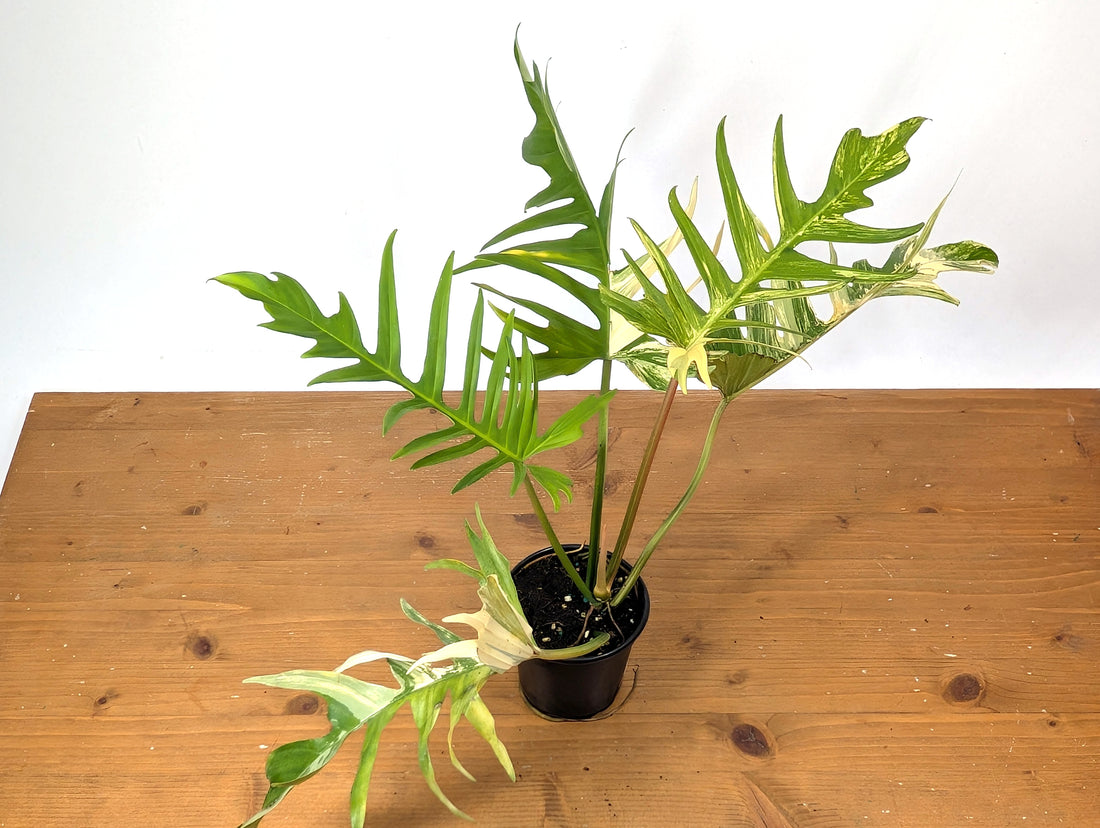 Philodendron Florida Beauty x Tortum Variegated Exact Plant 