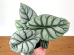 Alocasia Silver Dragon