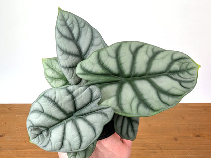 Alocasia Silver Dragon