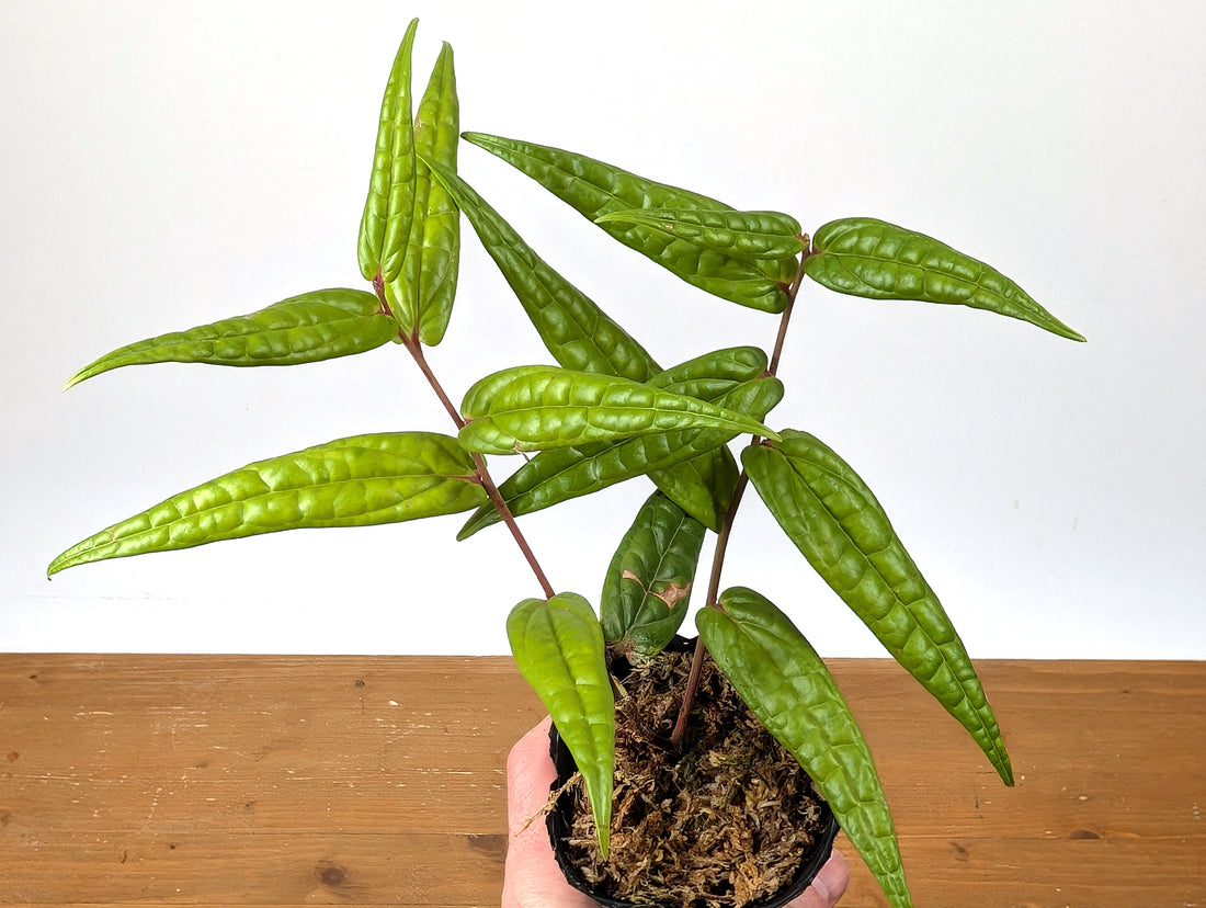 Ceratostema Pedunculatum