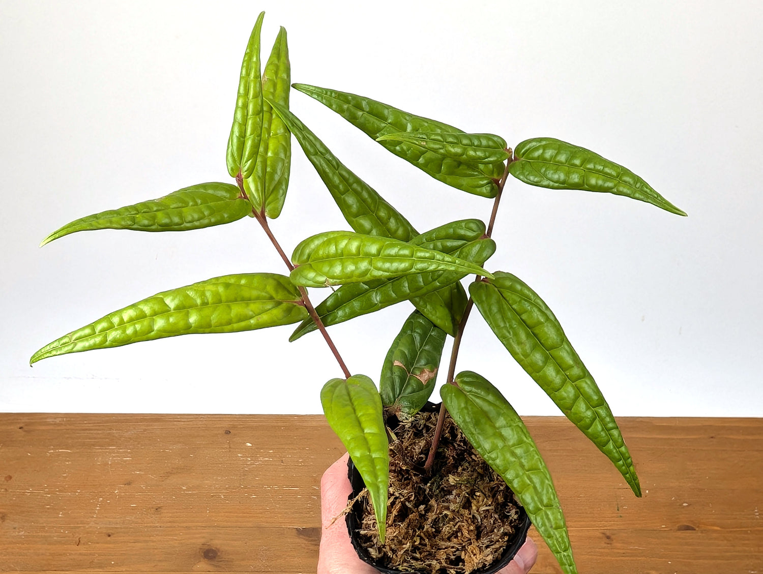 Ceratostema Pedunculatum