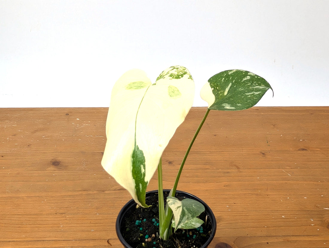 Monstera Thai Constellation EXACT Full Moon 4&quot; Pot 