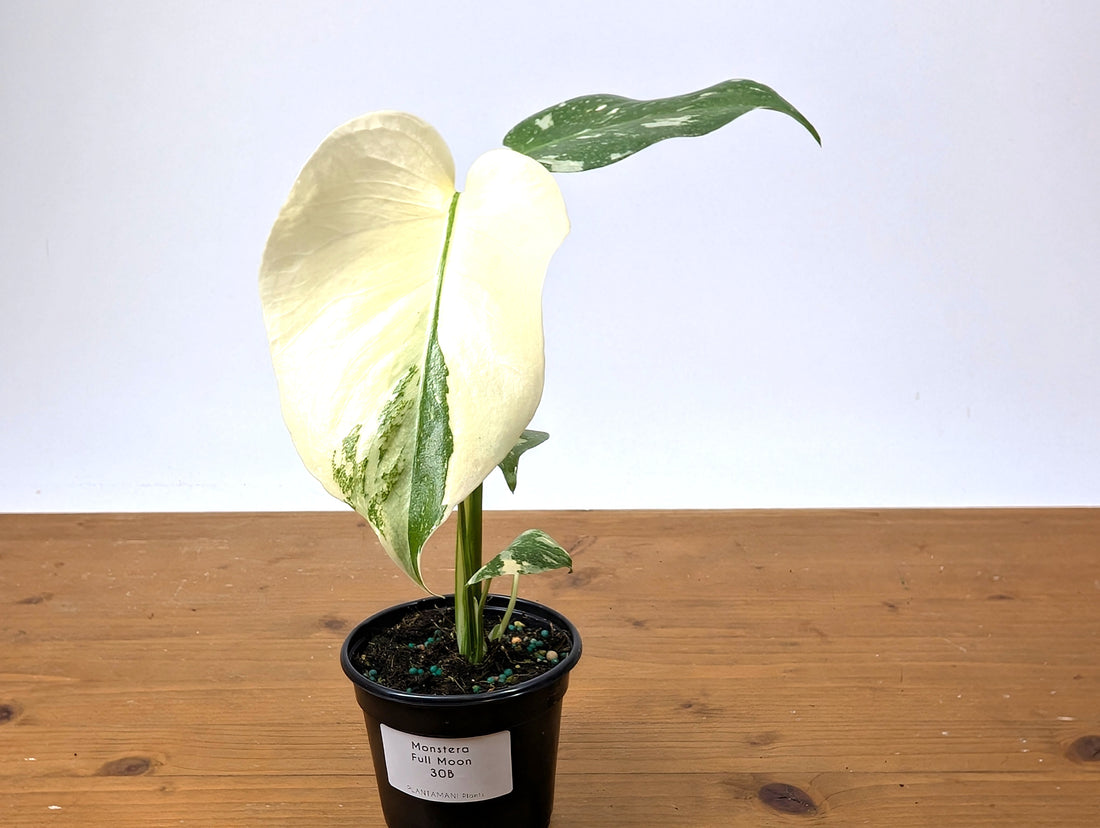 Monstera Thai Constellation EXACT Full Moon 4&quot; Pot 