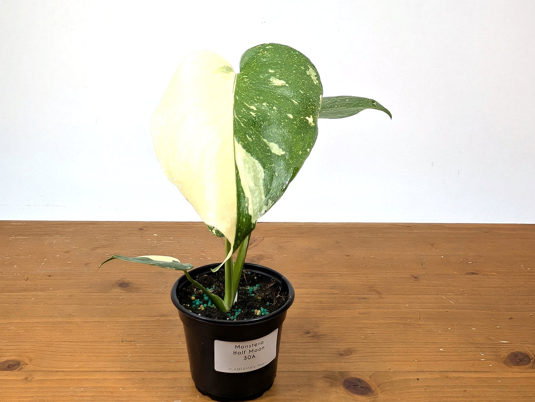 Monstera Thai Constellation EXACT Half Moon 4&quot; Pot 