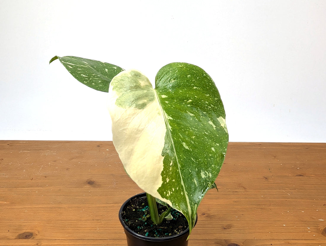 Monstera Thai Constellation EXACT Half Moon 4&quot; Pot 