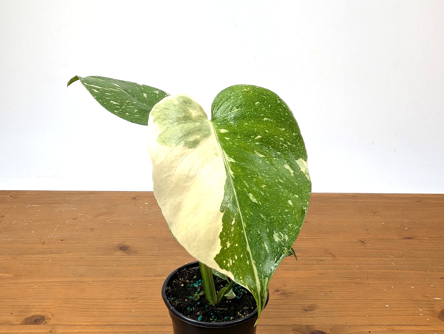 Monstera Thai Constellation EXACT Half Moon 4&quot; Pot 
