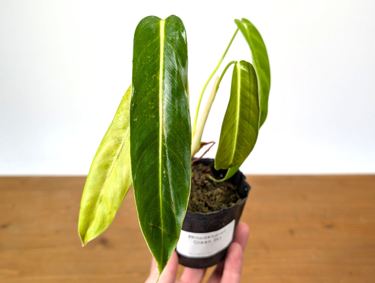 Philodendron Green Sky