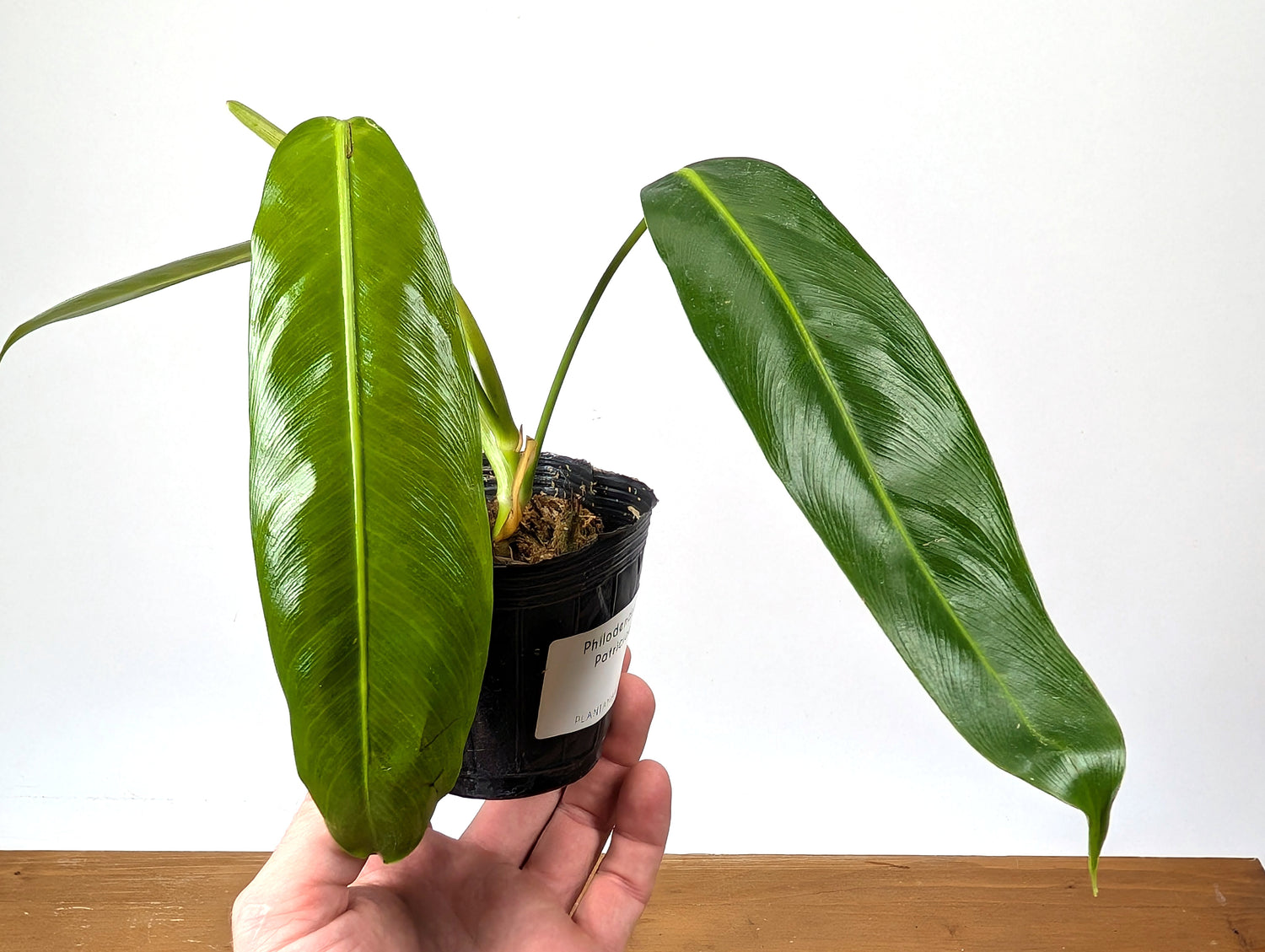 Philodendron Patriciae