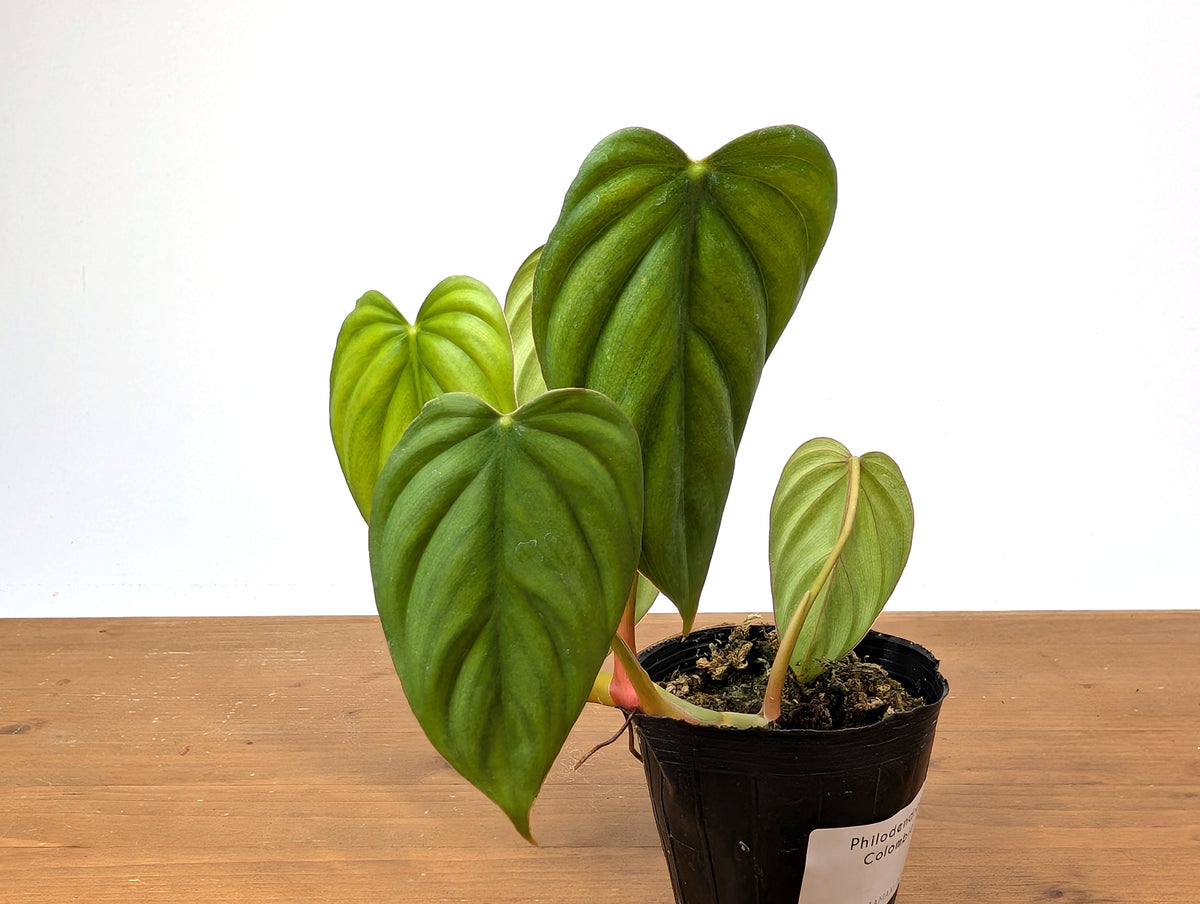 philodendron sp platinum Philodendron sp Colombia – Plantamani Plants