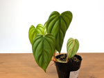 Philodendron sp Colombia Silver