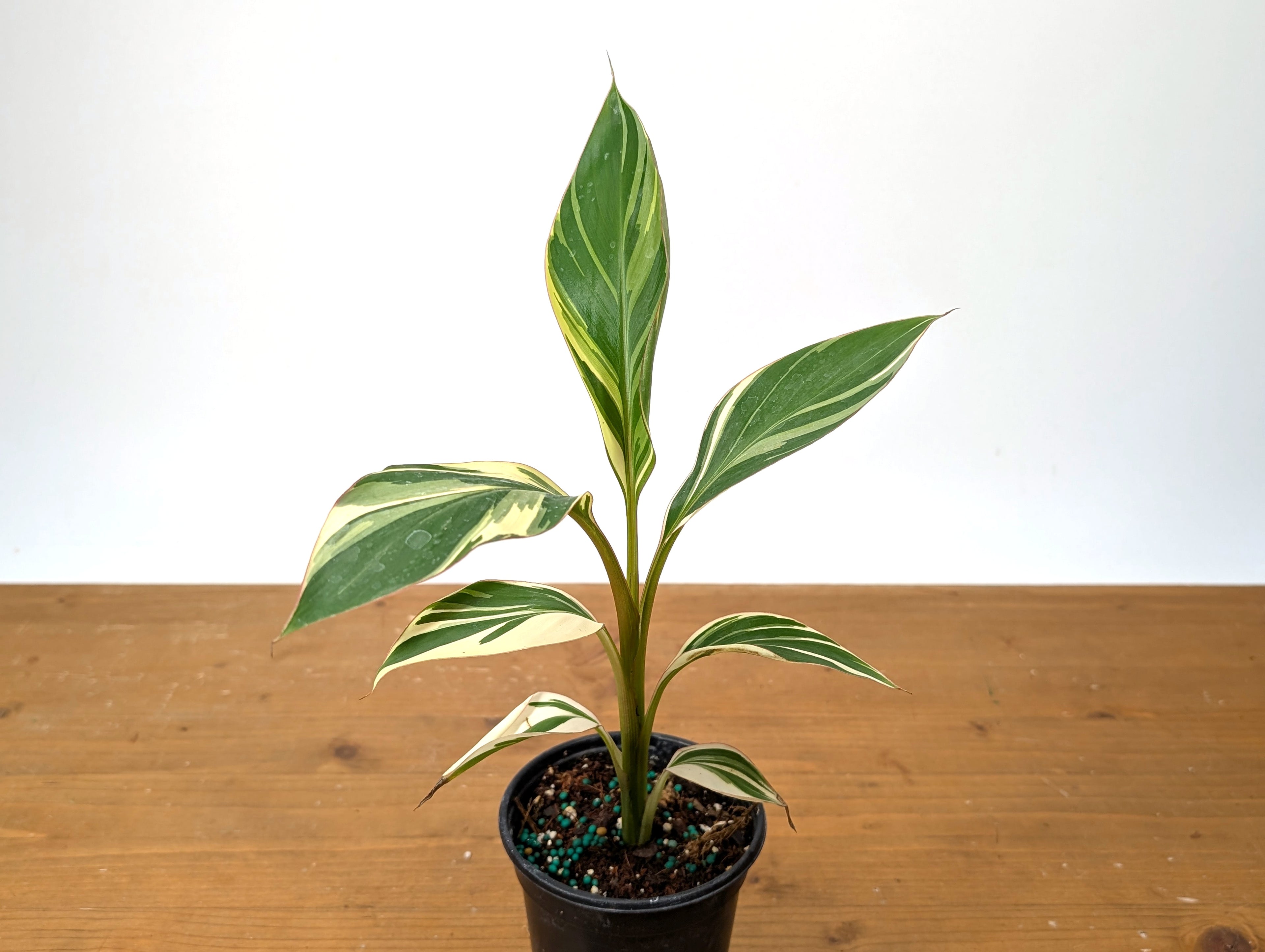 Musa Nono Pink Variegated Banana Tree