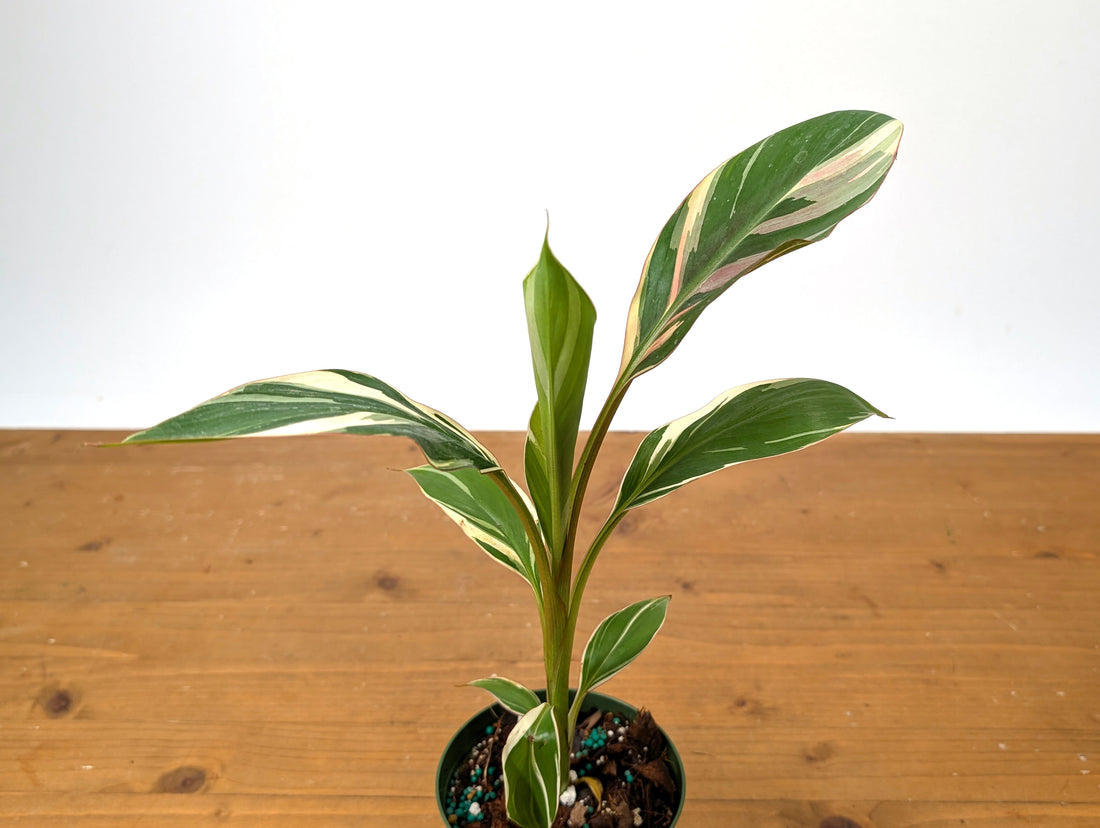 Musa Nono Pink Variegated Banana Tree