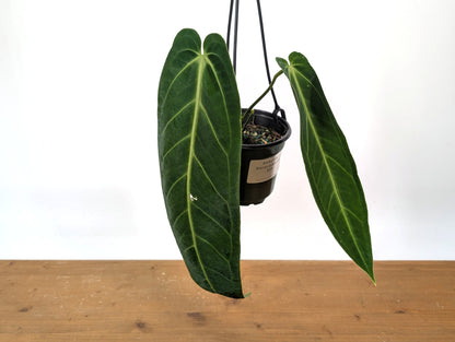 Exact Anthurium Warocqueanum Queen 4 inch pot - 12&quot;+ Long Leaf 