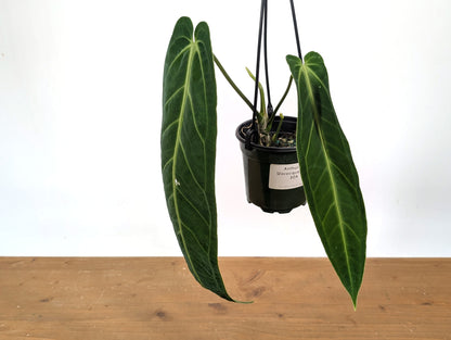 Exact Anthurium Warocqueanum Queen 4 inch pot - 12&quot;+ Long Leaf 
