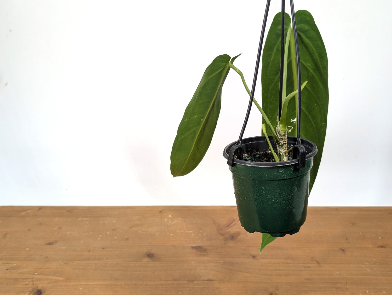 Exact Anthurium Warocqueanum Queen 4 inch pot - 12&quot;+ Long Leaf 