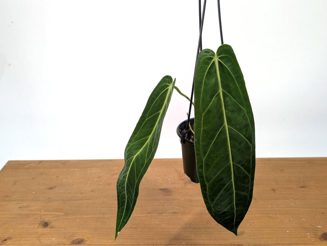 Exact Anthurium Warocqueanum Queen 4 inch pot - 12&quot;+ Long Leaf 