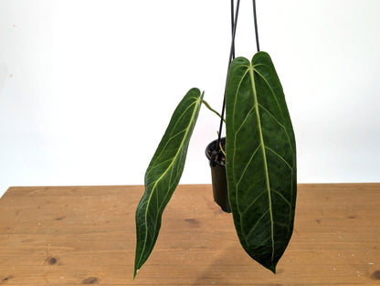 Exact Anthurium Warocqueanum Queen 4 inch pot - 12&quot;+ Long Leaf 