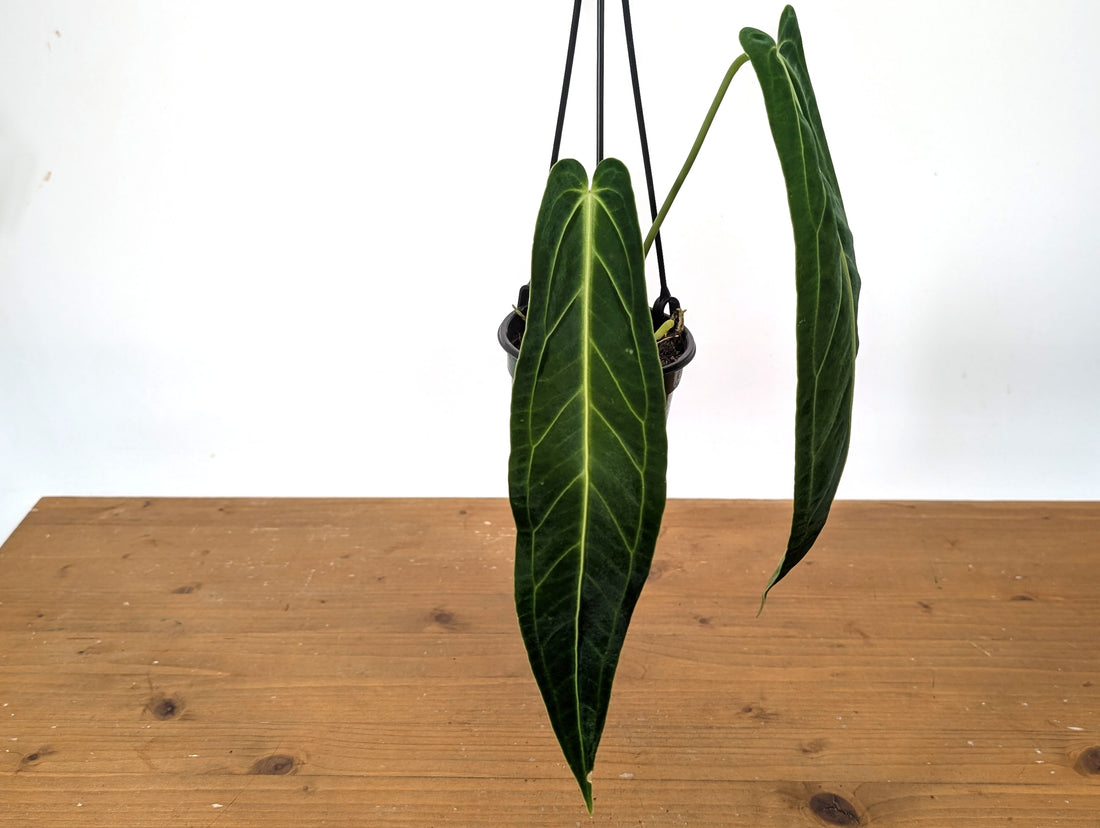 Exact Anthurium Warocqueanum Queen 4 inch pot - 12&quot;+ Long Leaf 