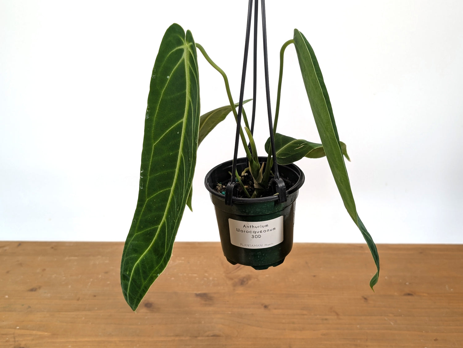 Exact Anthurium Warocqueanum Queen 4 inch pot - 12&quot;+ Long Leaf 