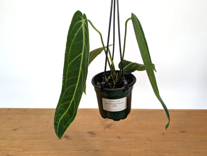 Exact Anthurium Warocqueanum Queen 4 inch pot - 12&quot;+ Long Leaf 
