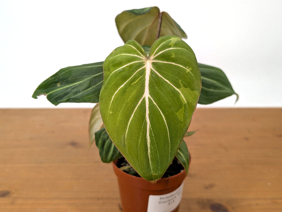 Philodendron Gloriosum Sport Variegated Exact Plant 