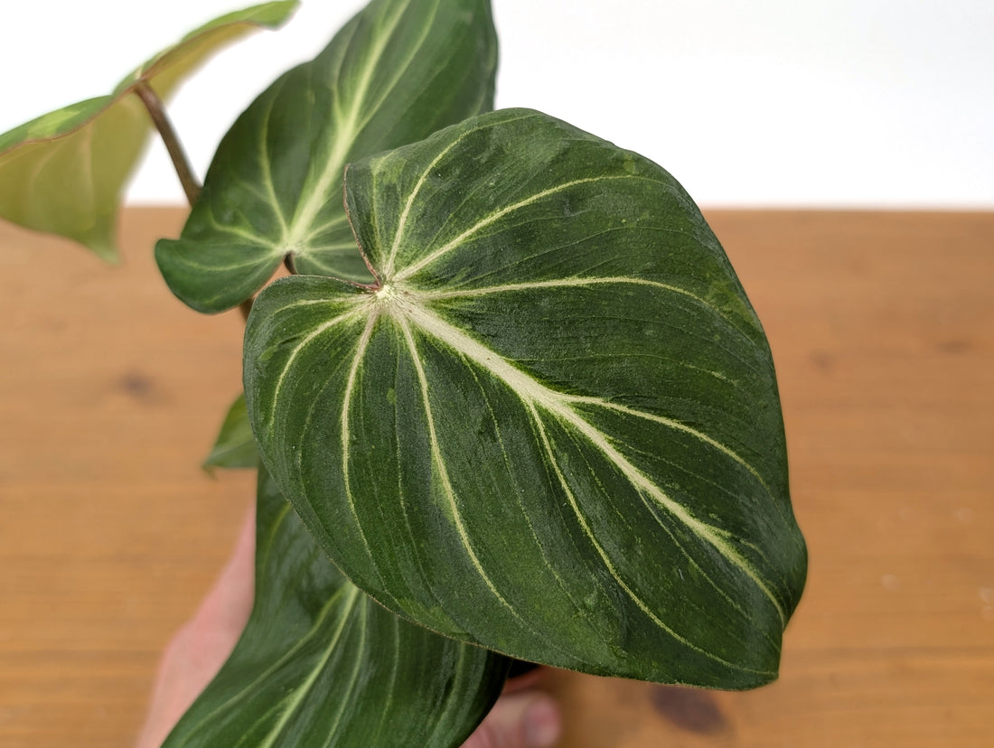 Philodendron Gloriosum Sport Variegated Exact Plant 