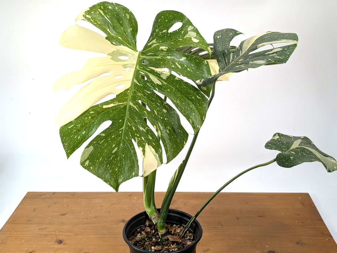 Monstera Thai Constellation EXACT 6&quot; Gallon Pot 
