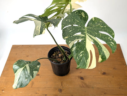 Monstera Thai Constellation EXACT 6&quot; Gallon Pot 