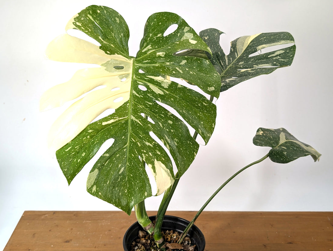 Monstera Thai Constellation EXACT 6&quot; Gallon Pot 