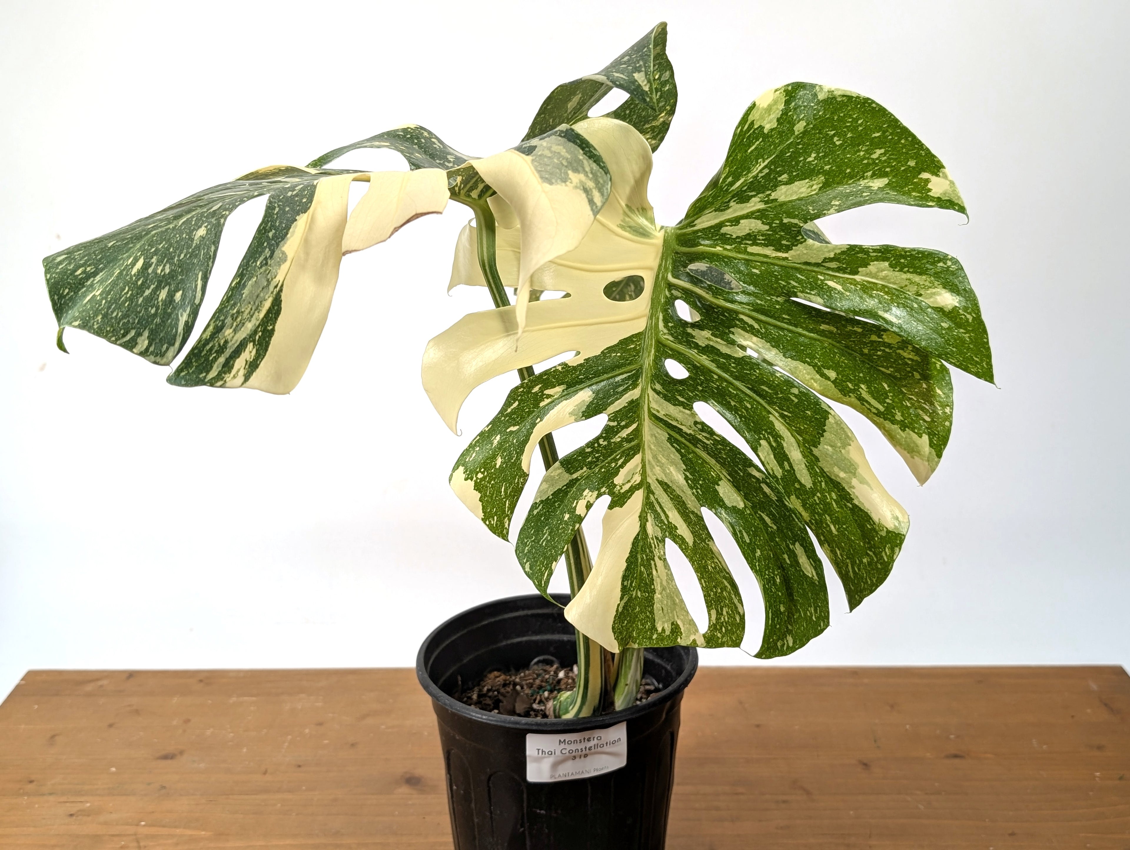 Monstera Thai Constellation EXACT 6&quot; Gallon Pot 