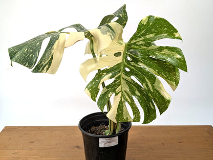 Monstera Thai Constellation EXACT 6&quot; Gallon Pot 