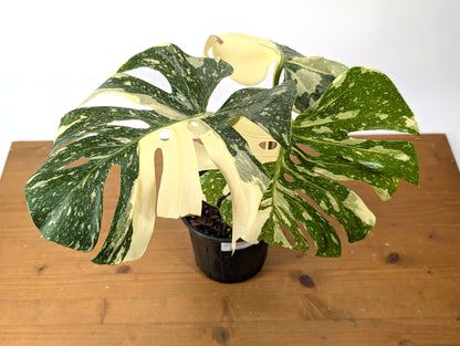 Monstera Thai Constellation EXACT 6&quot; Gallon Pot 