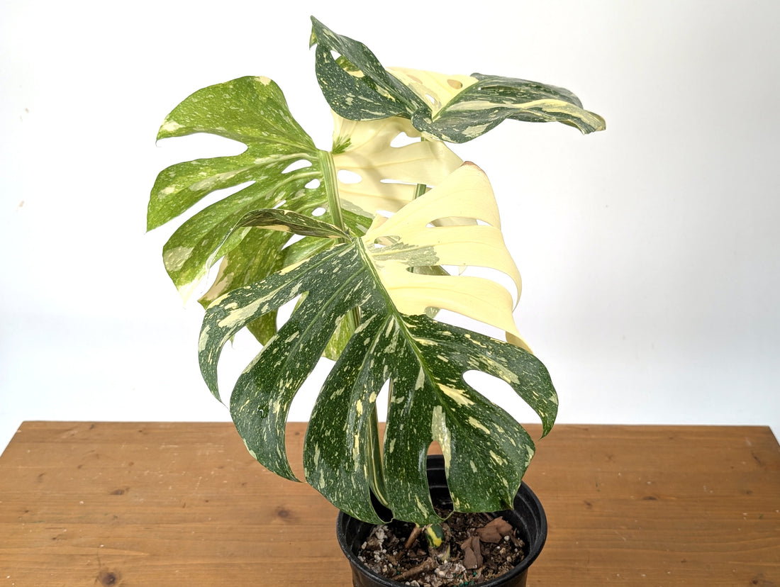 Monstera Thai Constellation EXACT 6&quot; Gallon Pot 