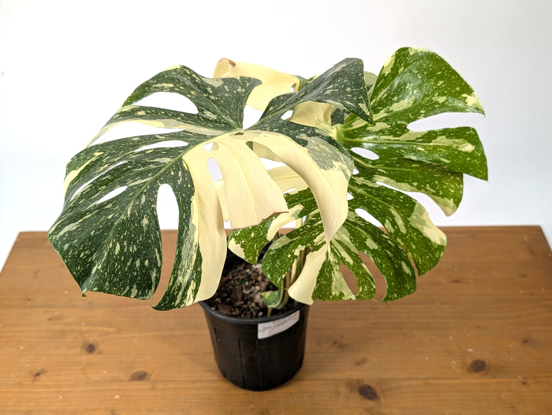 Monstera Thai Constellation EXACT 6&quot; Gallon Pot 