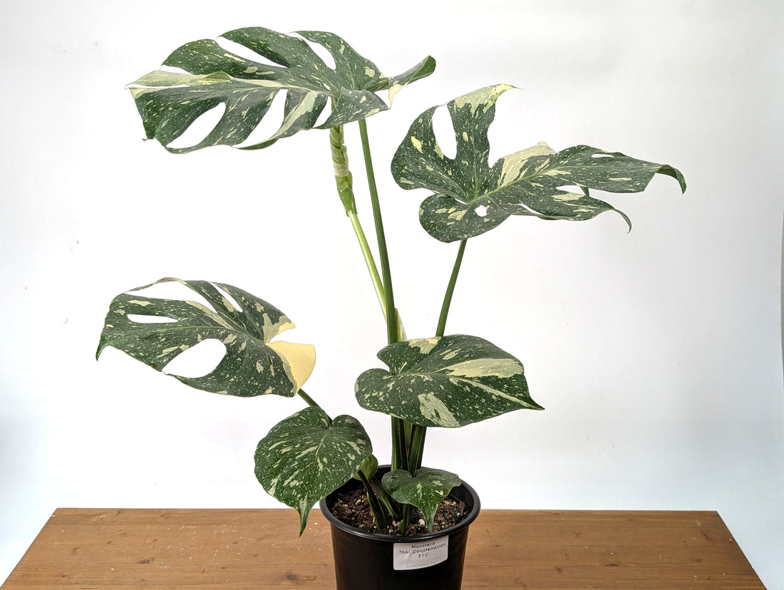 Monstera Thai Constellation EXACT 6&quot; Gallon Pot 