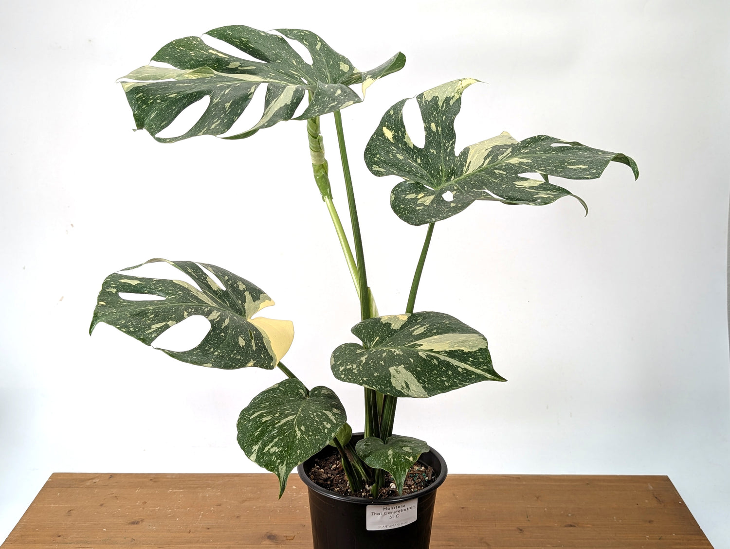 Monstera Thai Constellation EXACT 6&quot; Gallon Pot 