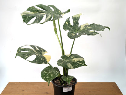 Monstera Thai Constellation EXACT 6&quot; Gallon Pot 