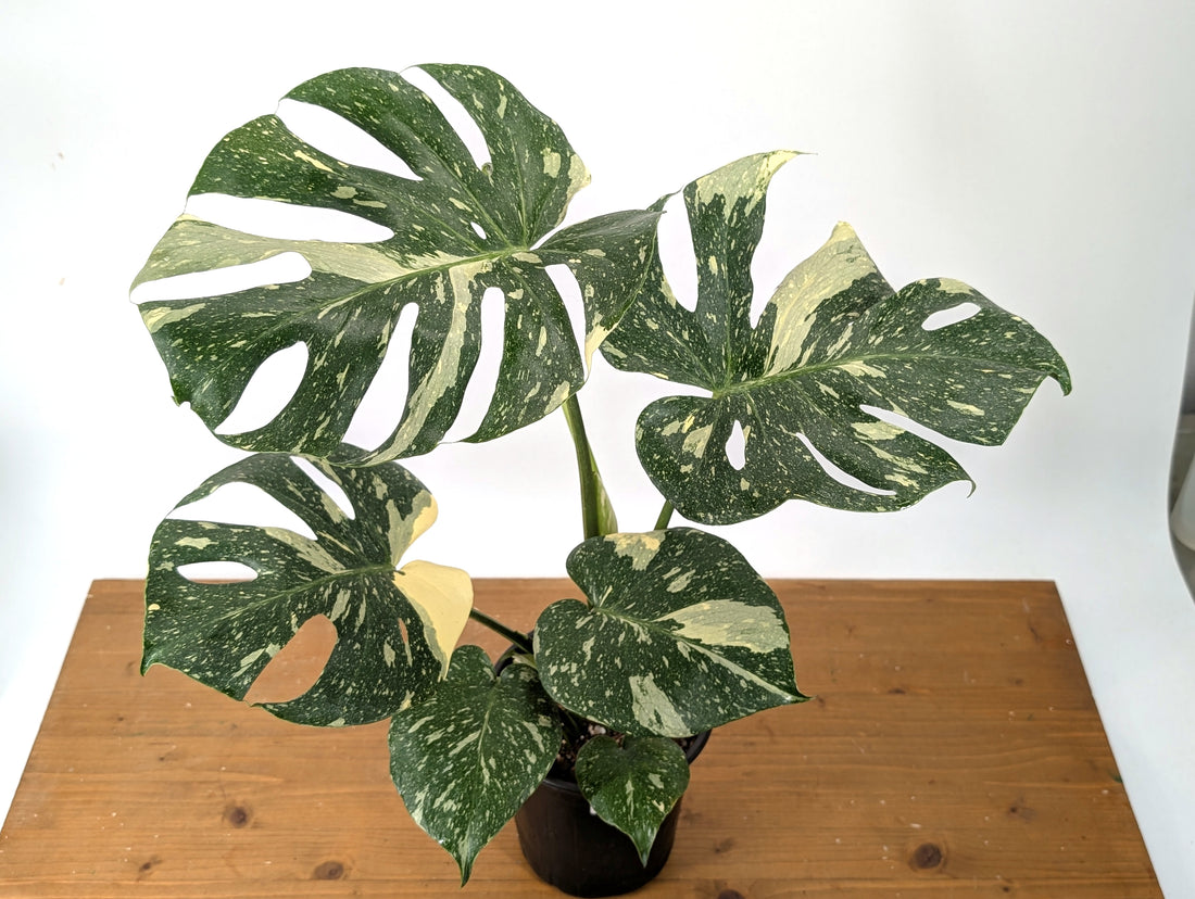 Monstera Thai Constellation EXACT 6&quot; Gallon Pot 