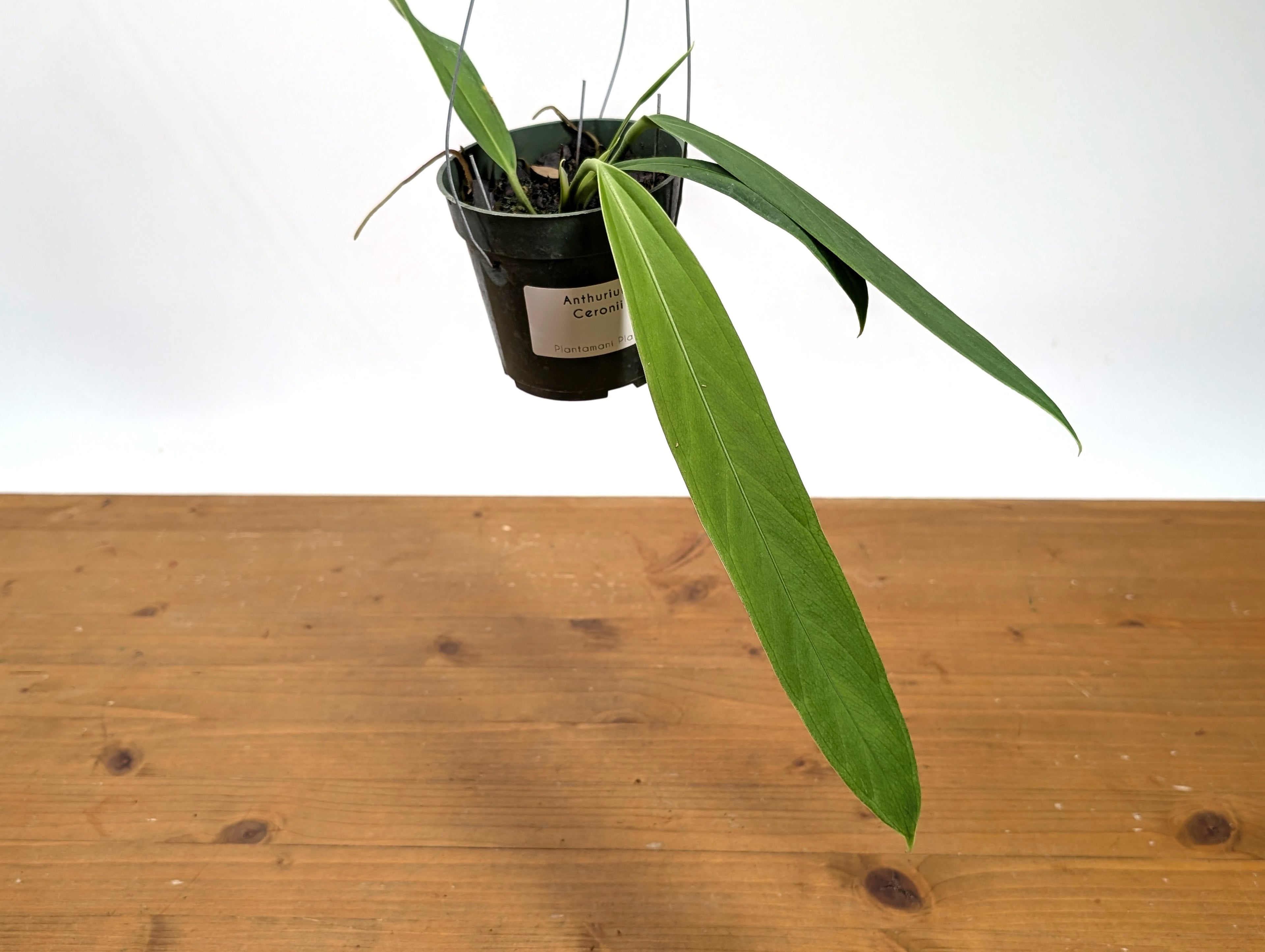 Anthurium ceronii