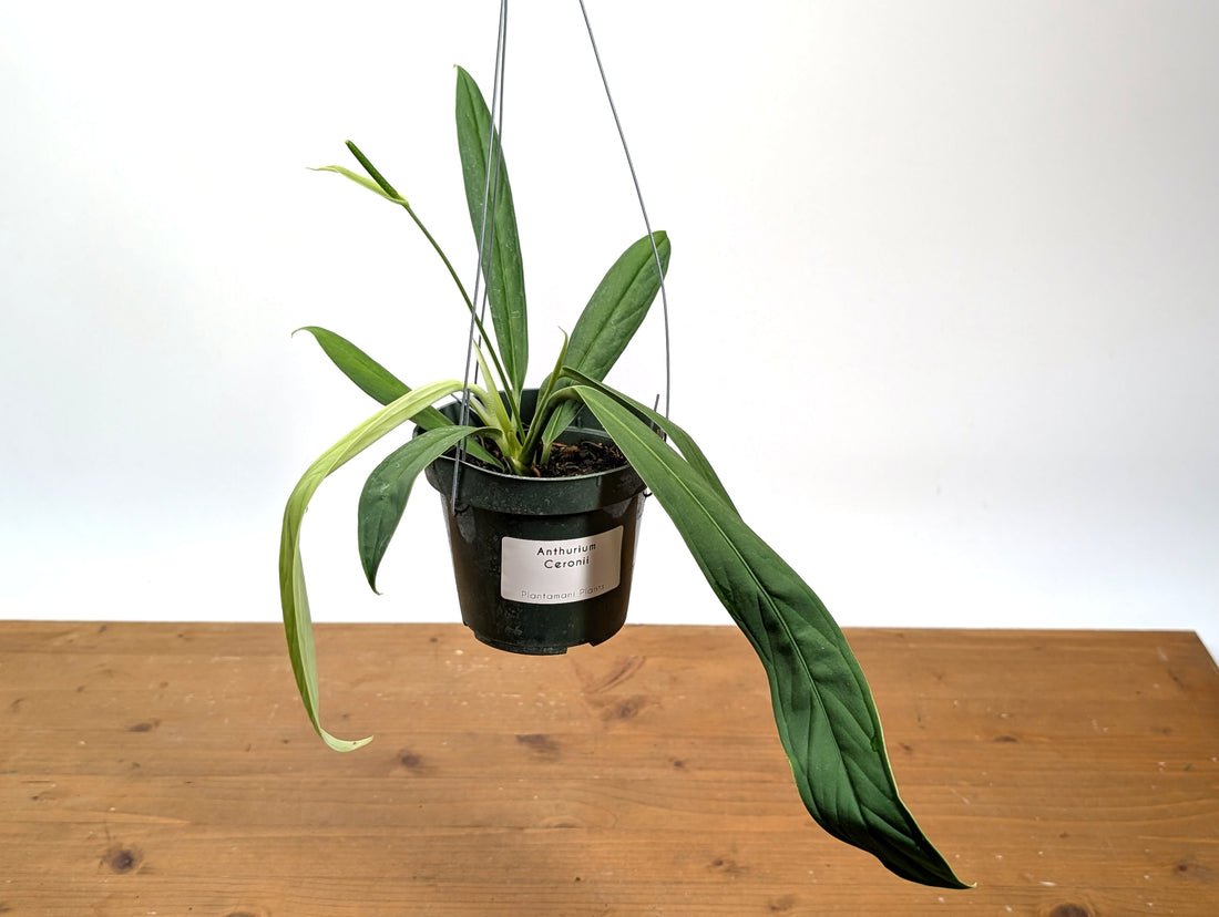 Anthurium ceronii