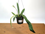 Anthurium ceronii