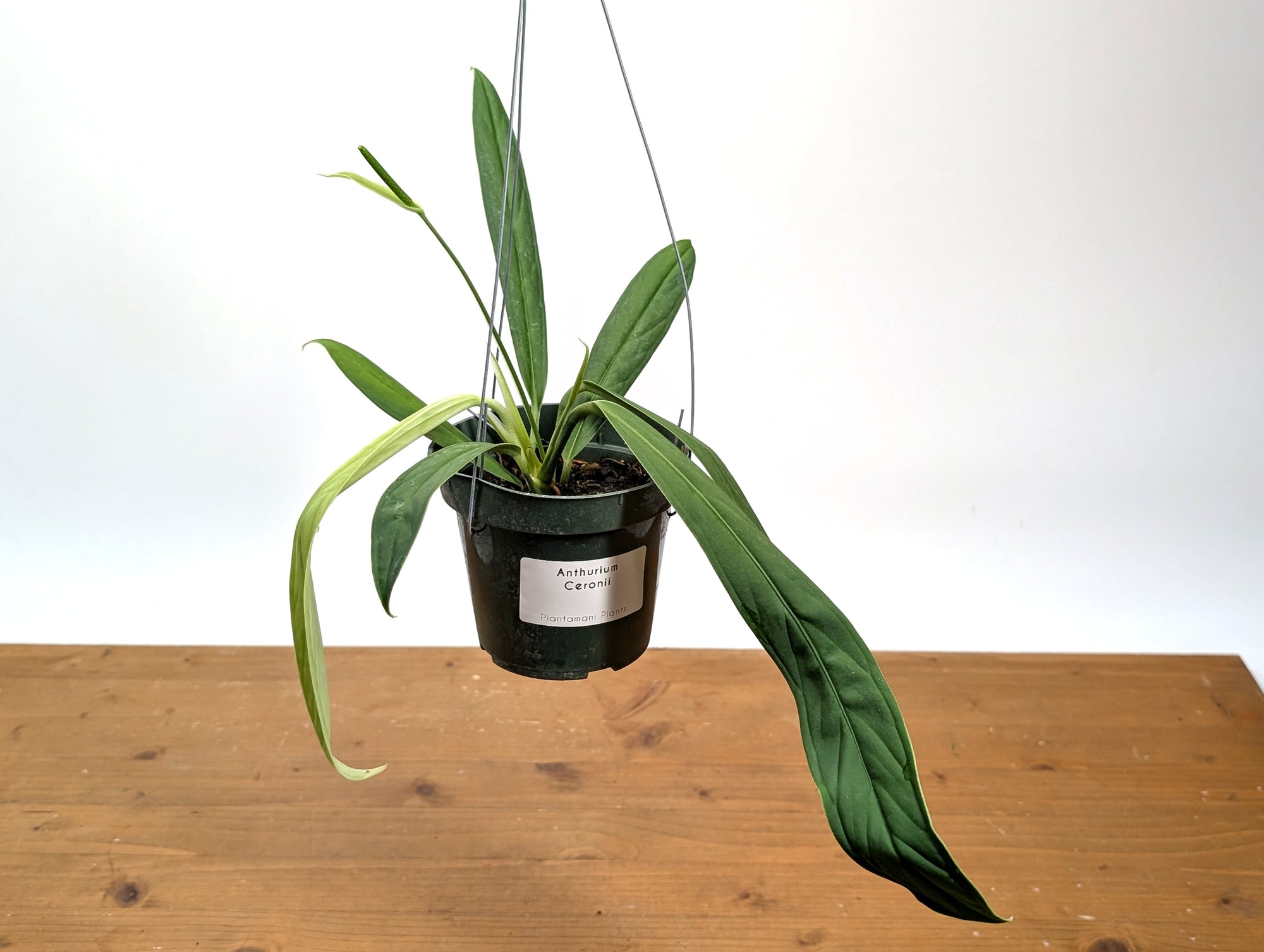 anthurium obifolium Anthurium ceronii – Plantamani Plants