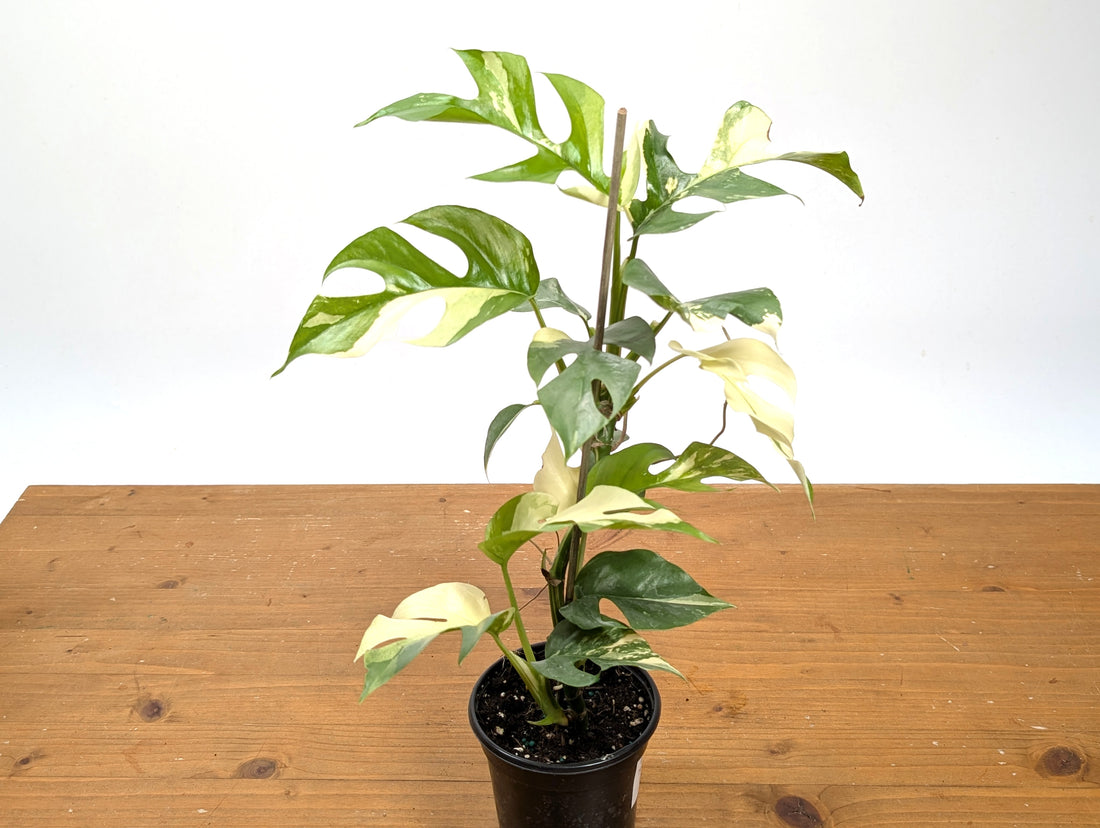 Rhaphidophora Tetrasperma Variegated - Exact Plant