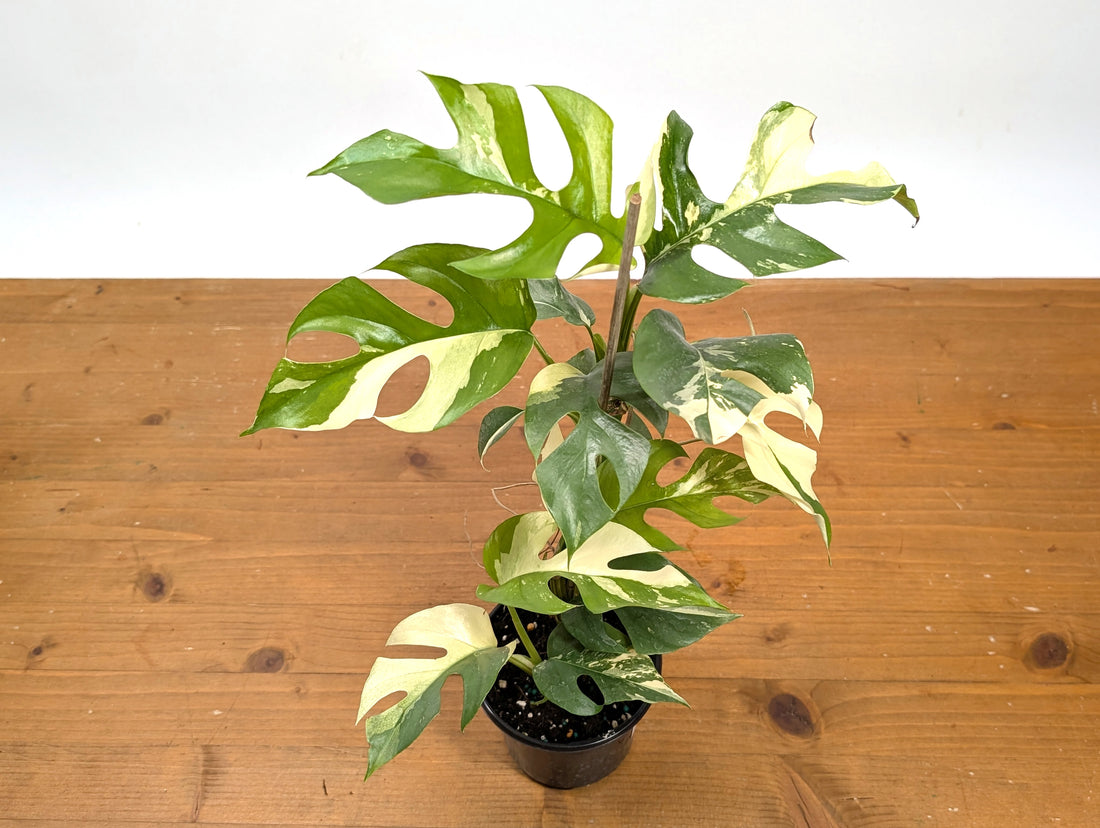 Rhaphidophora Tetrasperma Variegated - Exact Plant