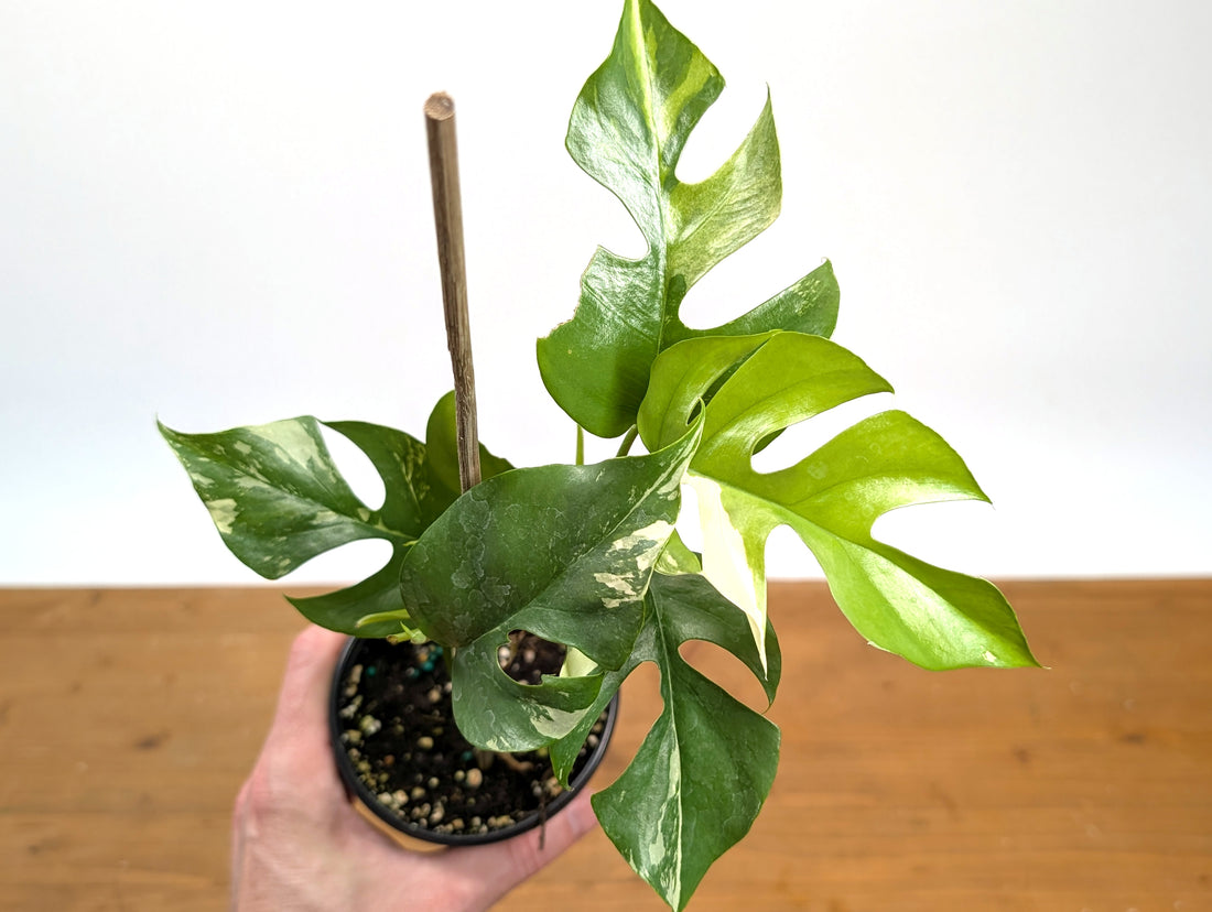 Rhaphidophora Tetrasperma Variegated - Exact Plant