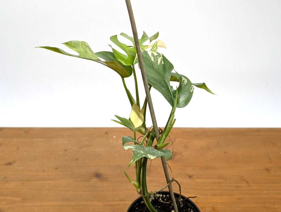Rhaphidophora Tetrasperma Variegated - Exact Plant