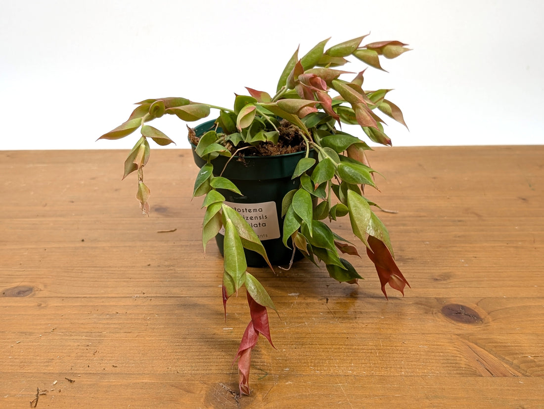 Ceratostema Gualaquizensis var. laciniata