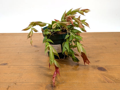 Ceratostema Gualaquizensis var. laciniata